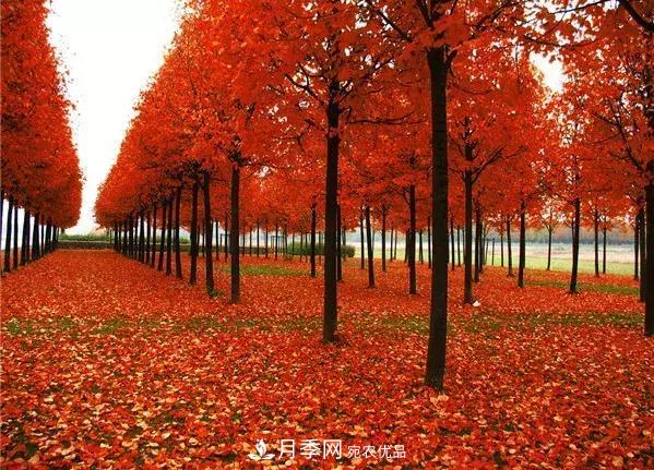 這幾種彩色喬灌木工程上需求量大，2020苗木市場(chǎng)行情看好(圖1)