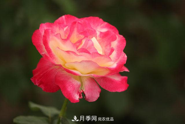 月季遇到詩(shī)詞，一起來(lái)賞析(圖1)