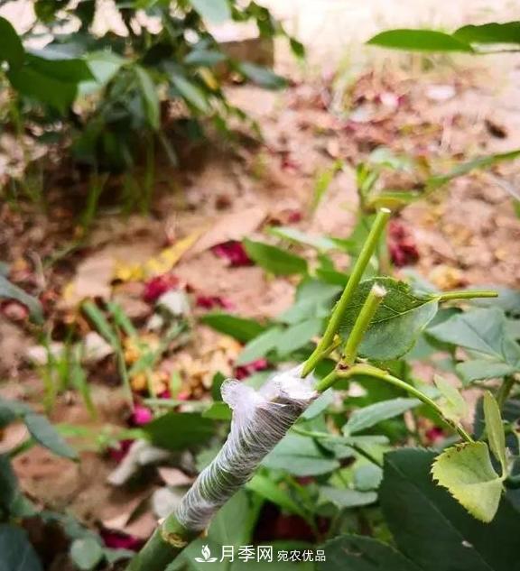 青島路邊用月季美化，開的月季花比拳頭大，原來是月季嫁接的薔薇(圖3)