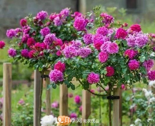青島路邊用月季美化，開的月季花比拳頭大，原來是月季嫁接的薔薇(圖2)