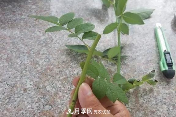 青島路邊用月季美化，開的月季花比拳頭大，原來是月季嫁接的薔薇(圖4)
