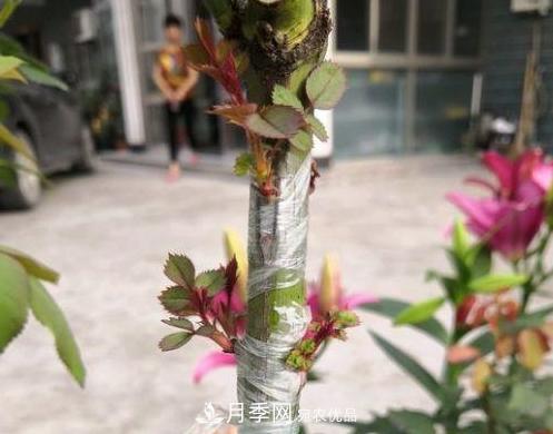 青島路邊用月季美化，開的月季花比拳頭大，原來是月季嫁接的薔薇(圖5)