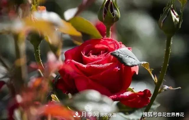 養(yǎng)月季就要用淺盆，月季開花不好換個(gè)盆，天天爆花(圖1)