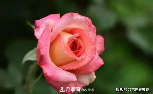 養(yǎng)月季就要用淺盆，月季開花不好換個(gè)盆，天天爆花(圖2)