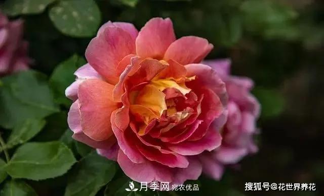 養(yǎng)月季就要用淺盆，月季開花不好換個(gè)盆，天天爆花(圖3)