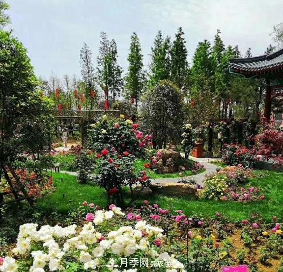 南陽世界月季大觀園：只愛園中月季美，不羨他鄉(xiāng)百花艷(圖2)