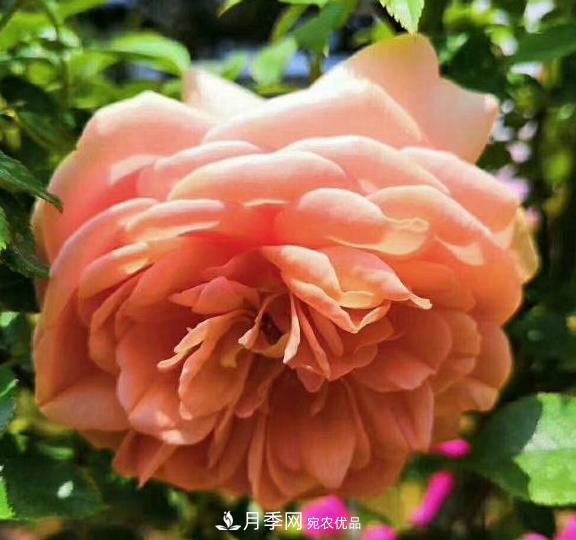 南陽世界月季大觀園：只愛園中月季美，不羨他鄉(xiāng)百花艷(圖4)