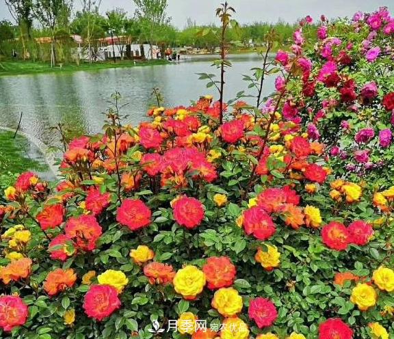 南陽世界月季大觀園：只愛園中月季美，不羨他鄉(xiāng)百花艷(圖3)