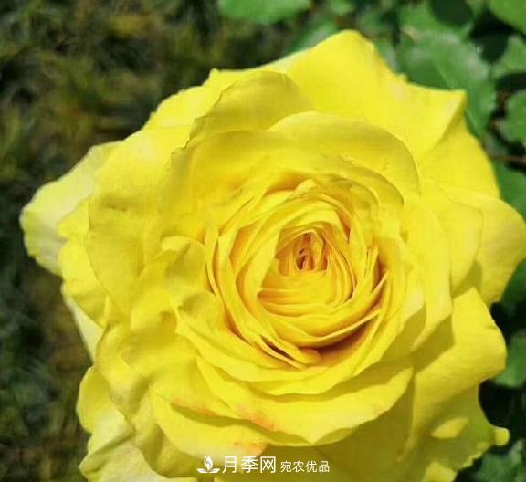 南陽世界月季大觀園：只愛園中月季美，不羨他鄉(xiāng)百花艷(圖6)