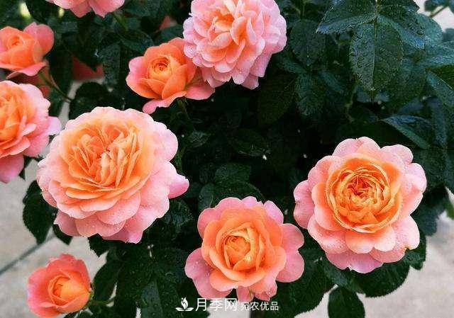 月季花施肥需要注意什么？(圖1)