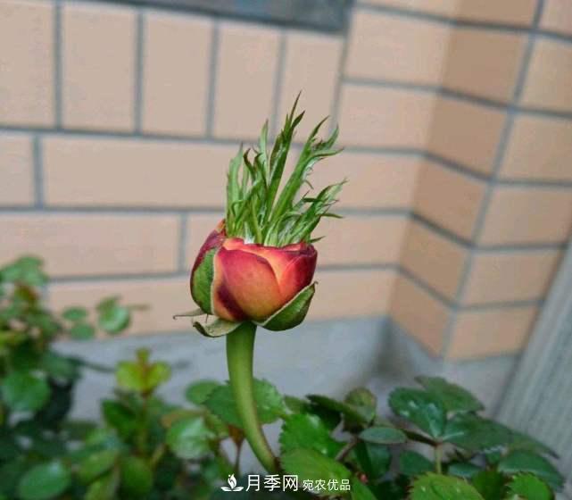 月季花施肥需要注意什么？(圖2)