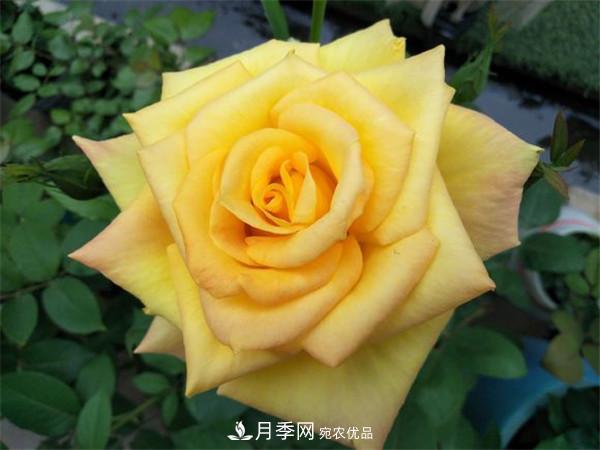 大花月季有多少個(gè)品種？大花月季品種大全！(圖4)