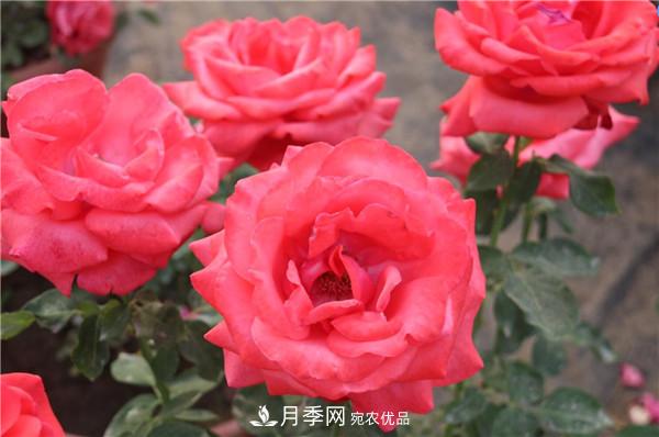 大花月季有多少個(gè)品種？大花月季品種大全！(圖3)