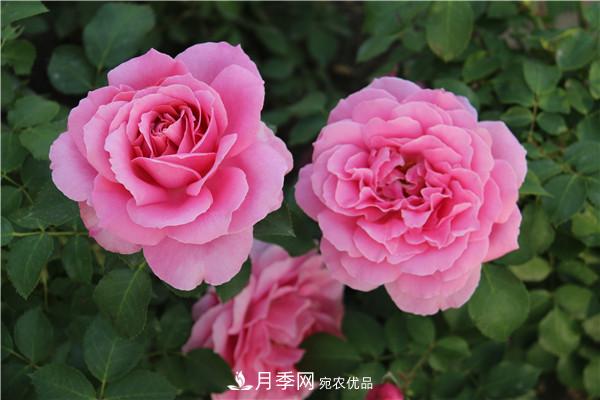 大花月季有多少個(gè)品種？大花月季品種大全！(圖5)