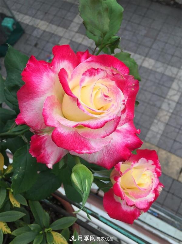 大花月季有多少個(gè)品種？大花月季品種大全！(圖6)