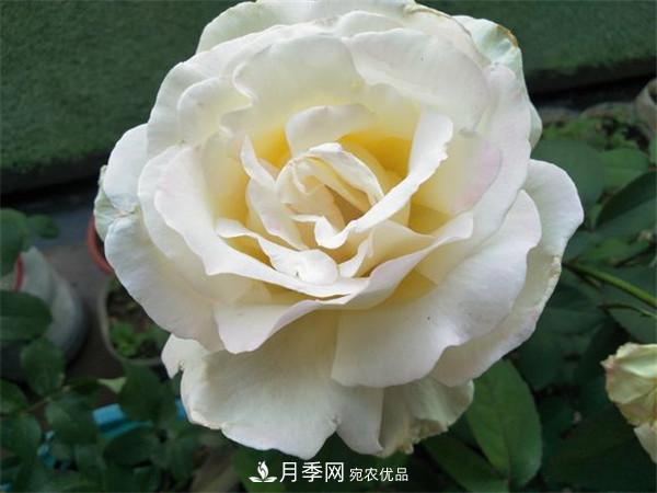 大花月季有多少個(gè)品種？大花月季品種大全！(圖8)