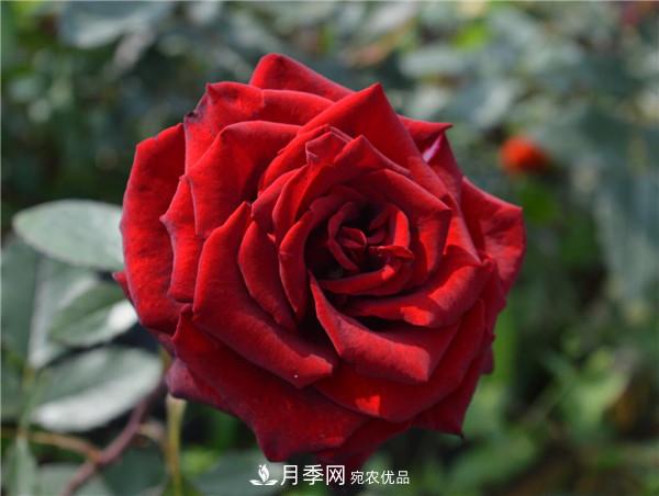 大花月季有多少個(gè)品種？大花月季品種大全！(圖9)