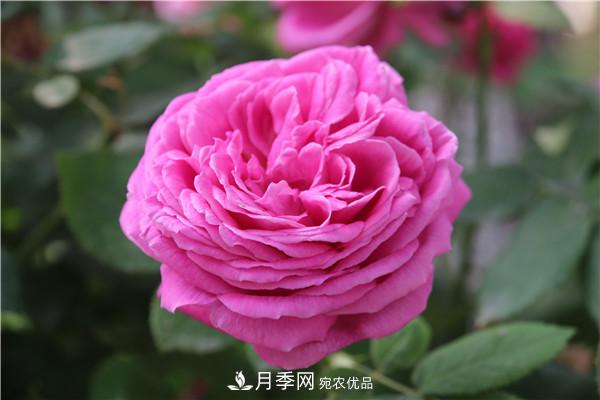 大花月季有多少個(gè)品種？大花月季品種大全！(圖7)