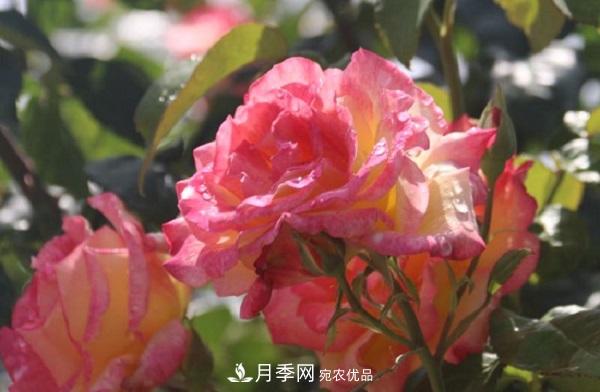 月季總是長不好？這樣修剪就對了！(圖1)