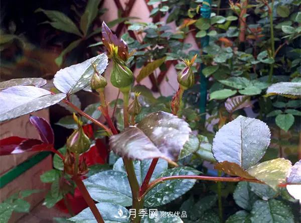 月季的常備藥品有哪些？收好了！(圖1)