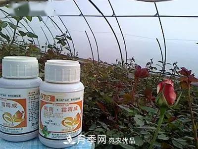 月季的常備藥品有哪些？收好了！(圖8)