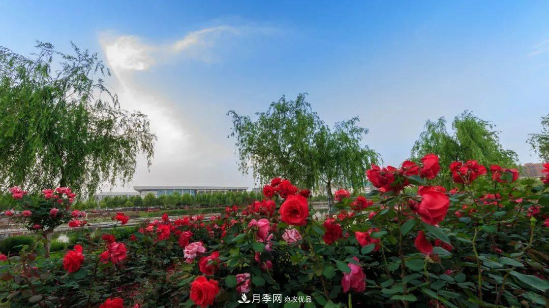 關(guān)于河南“五朵金花”的南陽月季，你知道多少？(圖2)