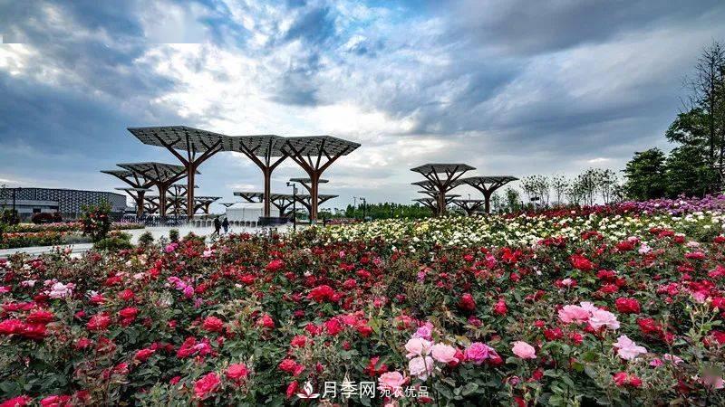 關(guān)于河南“五朵金花”的南陽月季，你知道多少？(圖1)