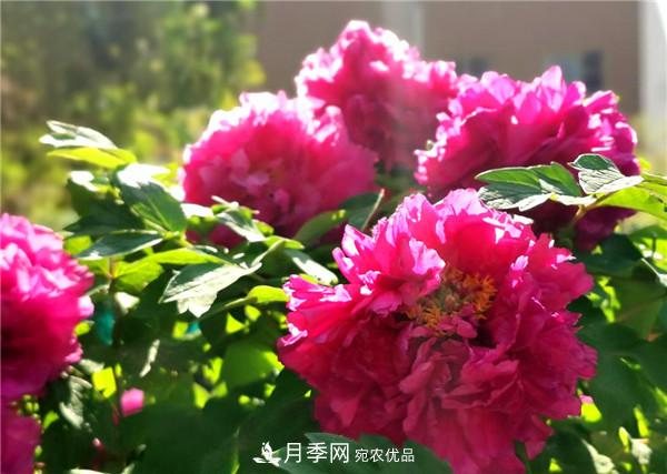“老家河南·五朵金花”究竟是誰？南陽月季榜上有名(圖2)