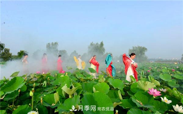 “老家河南·五朵金花”究竟是誰？南陽月季榜上有名(圖3)