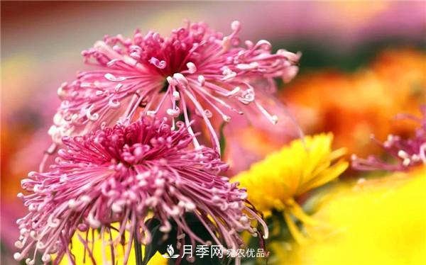 “老家河南·五朵金花”究竟是誰？南陽月季榜上有名(圖4)
