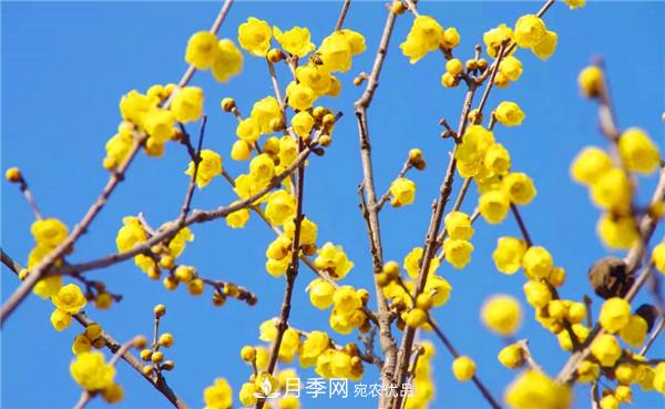 “老家河南·五朵金花”究竟是誰？南陽月季榜上有名(圖5)