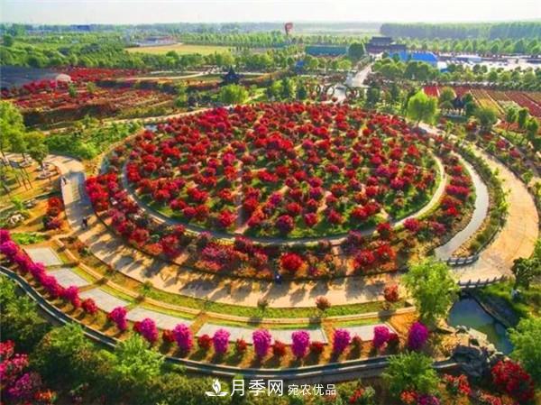 “老家河南·五朵金花”究竟是誰？南陽月季榜上有名(圖7)