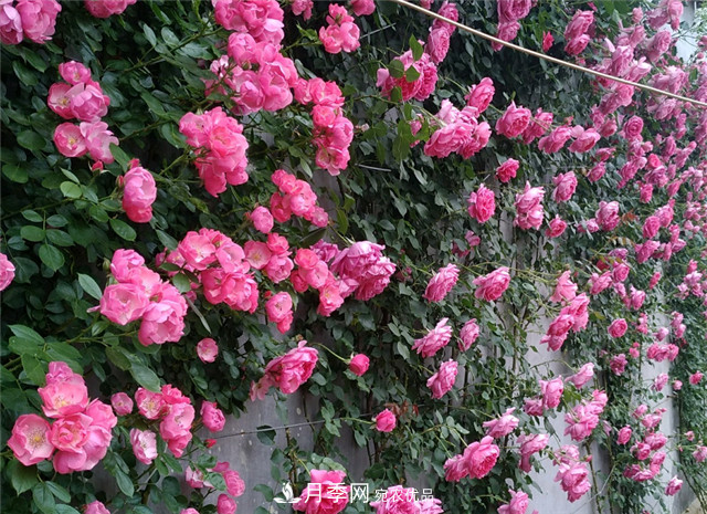 6種藤本月季，花墻養(yǎng)成必選品種，四季開花不停歇(圖1)