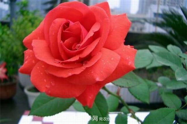 6種藤本月季，花墻養(yǎng)成必選品種，四季開花不停歇(圖2)