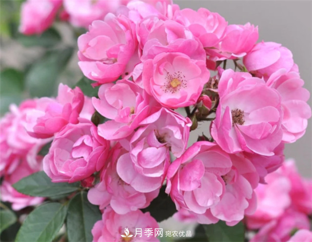6種藤本月季，花墻養(yǎng)成必選品種，四季開花不停歇(圖4)
