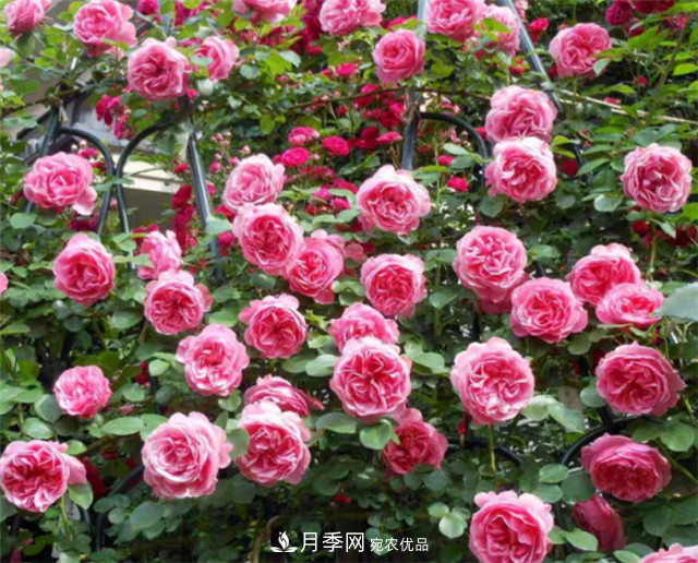 6種藤本月季，花墻養(yǎng)成必選品種，四季開花不停歇(圖5)