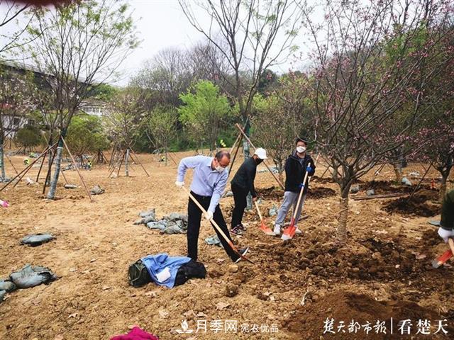 2019年武漢綠化成績單：建成303公里綠道，新栽月季100萬株……(圖2)