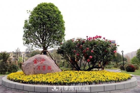 備好鮮花迎國(guó)慶 你家的月季花修剪了嗎！(圖2)