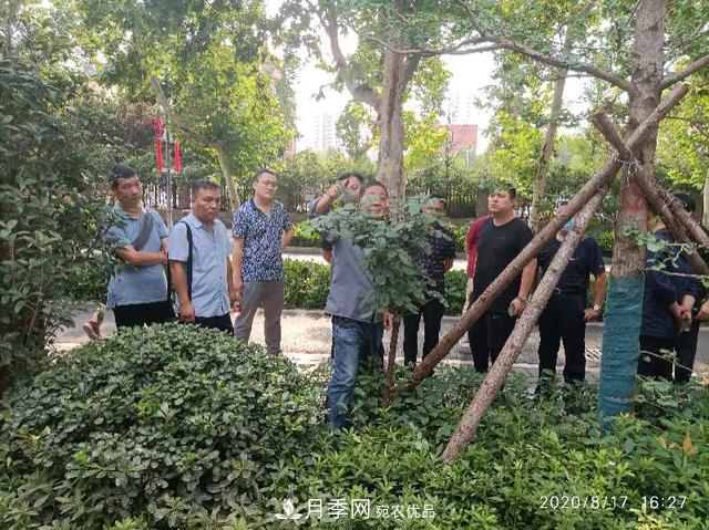 備好鮮花迎國(guó)慶 你家的月季花修剪了嗎！(圖1)