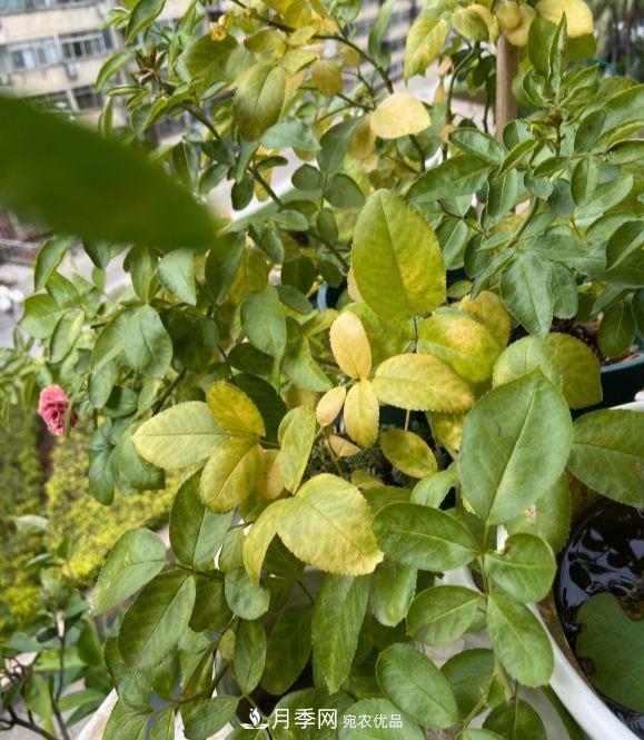 夏天暴雨天，月季發(fā)黃枯萎，2個(gè)原因需要解決(圖1)