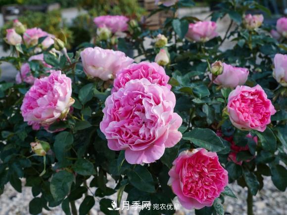 夏天暴雨天，月季發(fā)黃枯萎，2個(gè)原因需要解決(圖2)