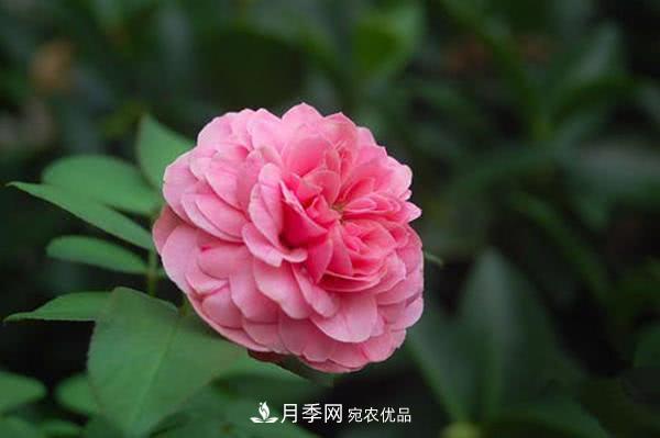 達(dá)芬奇“粉色月季”令人驚艷，生長快開花重瓣，開花太美(圖1)
