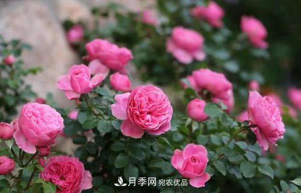 達(dá)芬奇“粉色月季”令人驚艷，生長快開花重瓣，開花太美(圖2)