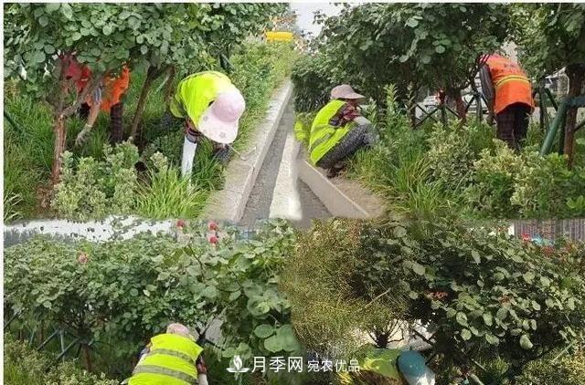 山東濟(jì)南歷城區(qū)唐冶西路的樹狀月季花?！懊廊缙G”(圖4)