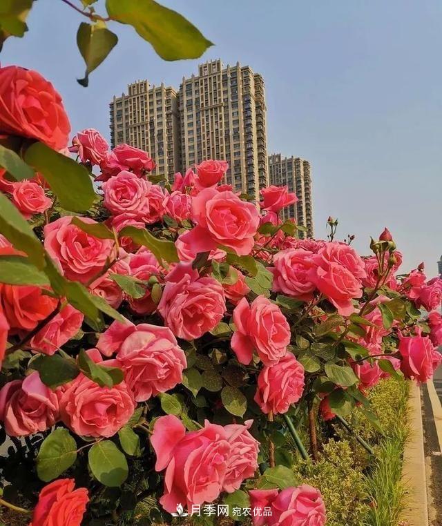 山東濟(jì)南歷城區(qū)唐冶西路的樹狀月季花?！懊廊缙G”(圖5)