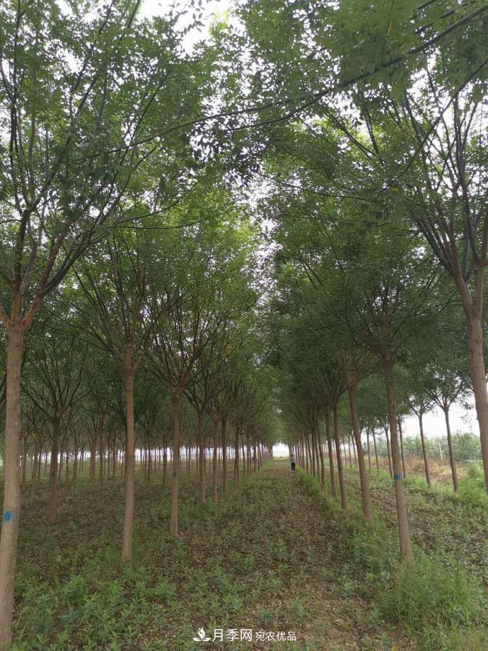 浙江滕頭園林今年做了兩件事，第二件將為你省一大筆錢！(圖1)