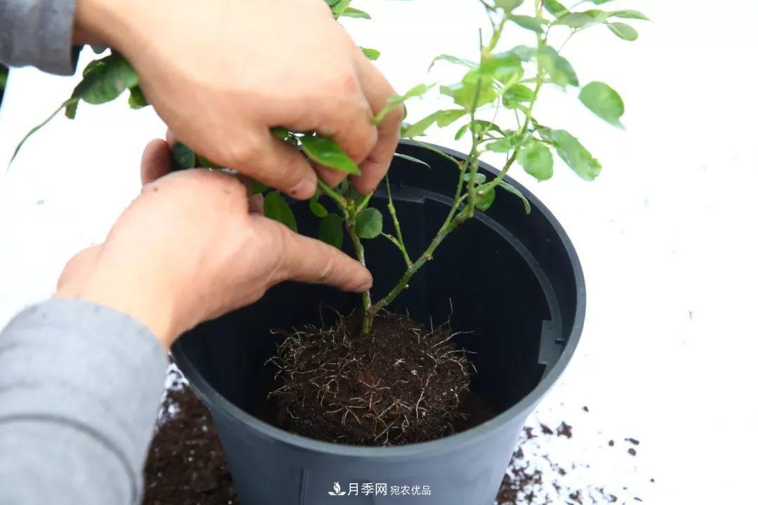 入坑月季必須知道的換盆小知識！(圖1)