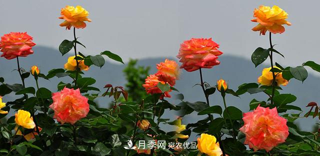 矮小型的月季品種如何選擇？(圖1)