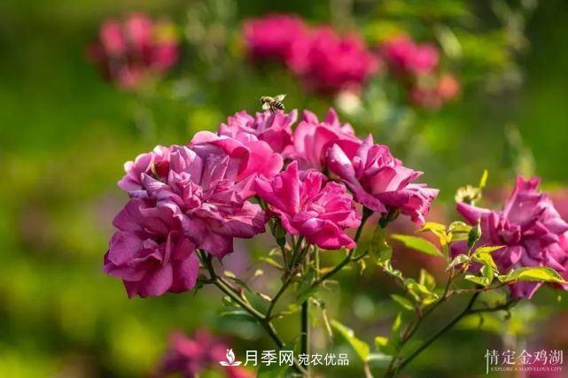 蘇洲金雞湖畔！大美月季花海！(圖3)