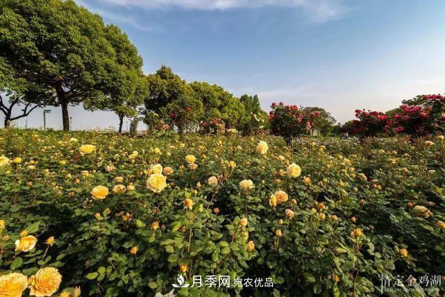 蘇洲金雞湖畔！大美月季花海！(圖2)
